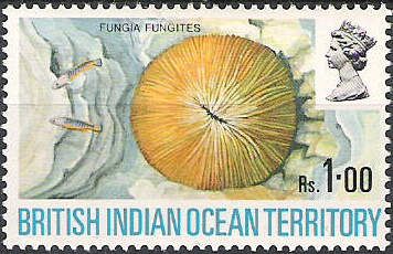 Mushroom Coral (Fungia fungites)