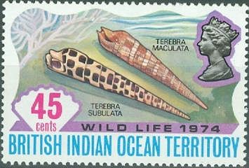 Crenulate Auger (Terebra maculata)