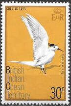 Great Crested Tern (Thalasseus bergii)