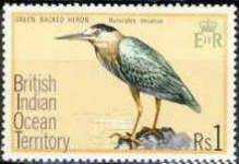 Green-backed Heron (Butorides striatus)