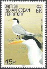 Great Crested Tern (Thalasseus bergii)