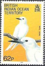 Fairy Tern (Gygis alba)