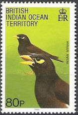 Indian Mynah (Acridotheres tristis)
