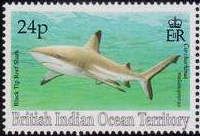 Black Tip Reef Shark (Carcharhinus melanopterus)