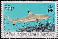 Black Tip Shark (Carcharhinus limbatus)