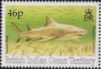 Sicklefin Lemon Shark (Negaprion acutidens)