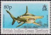 Great Hammerhead (Sphyrna mokarran)