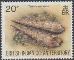 Terebra crenulata