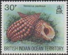 Nassarius papillosus