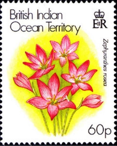 Zephyranthes rosea