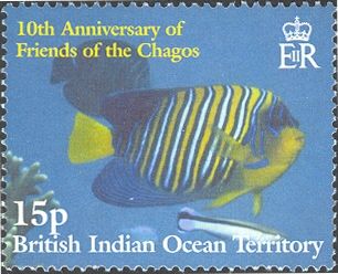 Emperor Angelfish (Pomacanthus imperator)