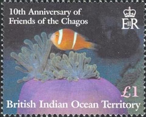 Chagos Anemonefish (Amphiprion chagosensis)