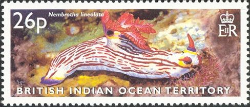 Lined Nembrotha Nudibranch (Nembrotha lineolata)
