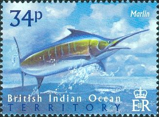 Blue Marlin (Makaira nigricans)