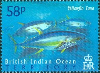 Yellowfin Tuna  (Thunnus albacares)