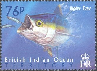 Bigeye Tuna (Thunnus obesus)