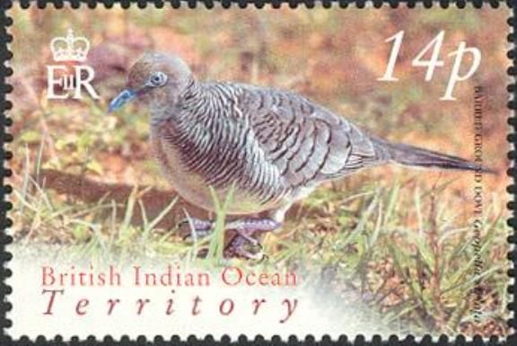 Barred Ground Dove (Geopelia striata)