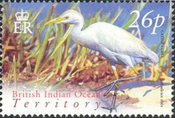 Cattle Egret (Bubulcus ibis)