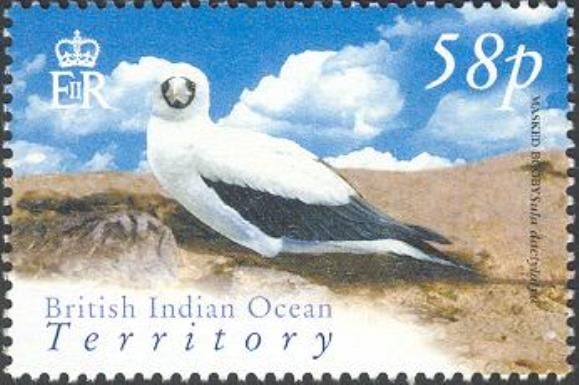 Masked Booby (Sula dactylatra)