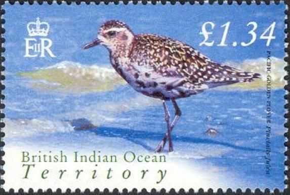 Pacific Golden Plover (Pluvialis fulva)