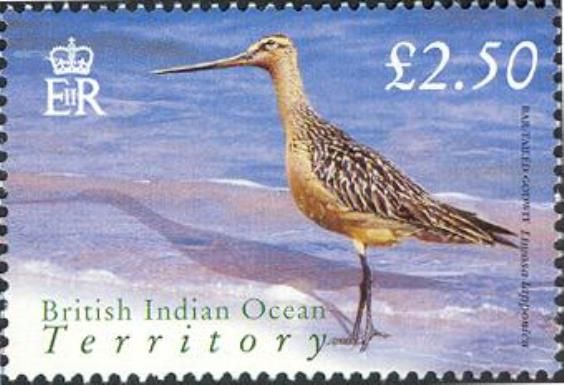 Bartailed Godwit (Limosa lapponica)