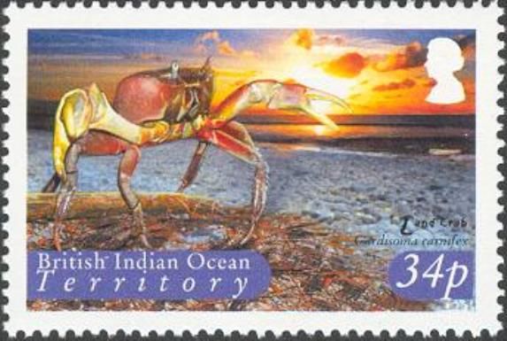 Brown Land Crab (Cardisoma carnifex) 
