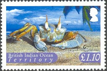 Ghost Crab (Ocypode ceratophthalma)