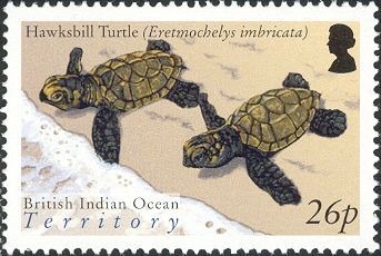 Hawksbill Turtle (Eretmochelys imbricata)