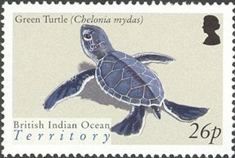 Green Sea Turtle (Chelonia mydas)