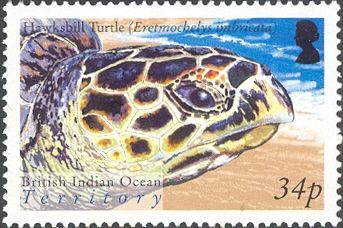 Hawksbill Turtle (Eretmochelys imbricata)