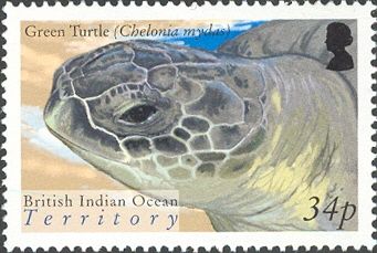 Green Sea Turtle (Chelonia mydas)