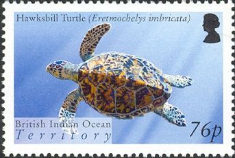 Hawksbill Turtle (Eretmochelys imbricata)