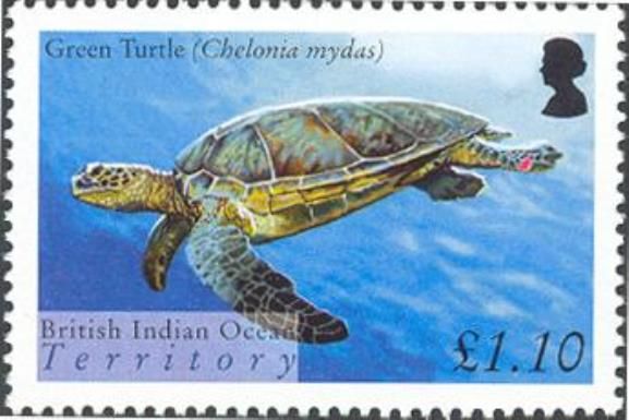 Green Sea Turtle (Chelonia mydas)