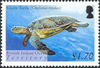 Green Sea Turtle (Chelonia mydas)