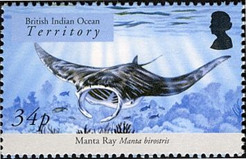 Giant Oceanic Manta Ray (Manta birostris)