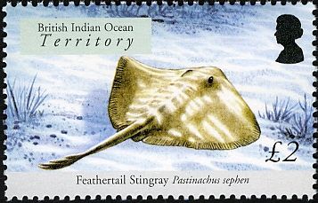 Feathertail Stingray (Pastinachus sephen)