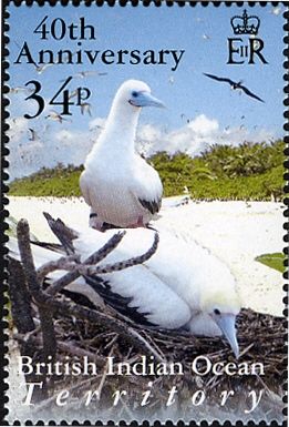 Red-footed Booby (Sula sula)