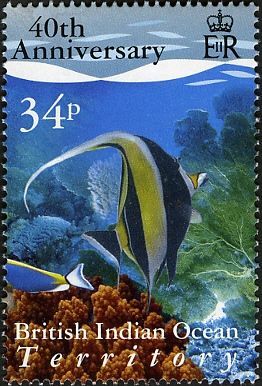 Moorish Idol (Zanclus cornutus)