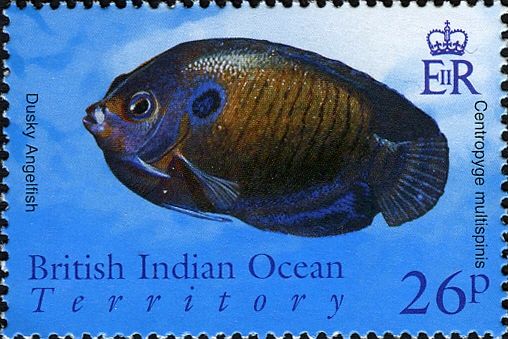 Dusky Angelfish (Centropyge multispinis)