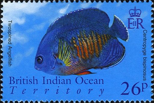 Twospined Angelfish (Centropyge bispinosus)