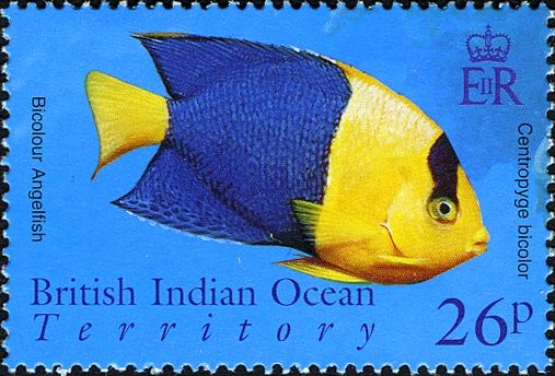Bicolour Angelfish (Centropyge bicolor)