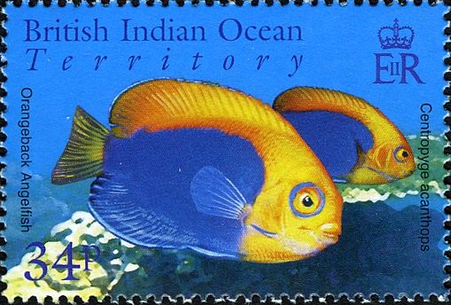 Orangeback Angelfish (Centropyge acanthops)