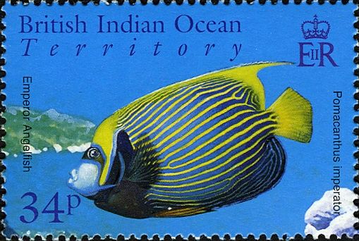 Emperor Angelfish (Pomacanthus imperator)