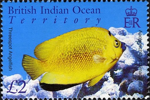 Threespot Angelfish (Apolemichthys trimaculatus)