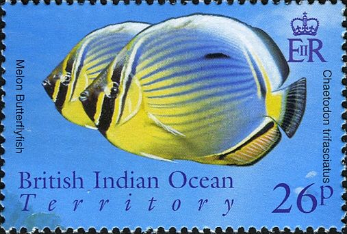 Melon Butterflyfish (Chaetodon trifasciatus)