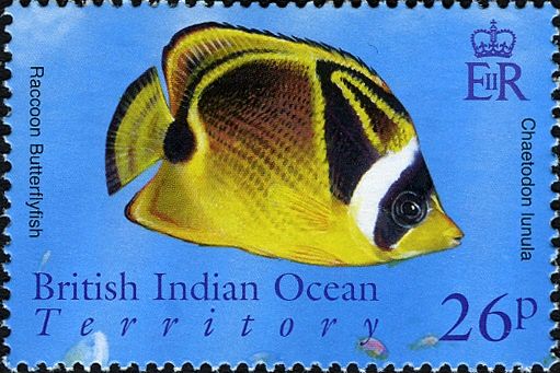Raccoon Butterflyfish (Chaetodon lunula)