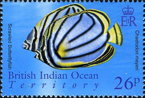 Scrawled Butterflyfish (Chaetodon meyeri)