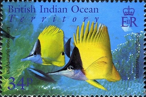 Longnose Butterflyfish (Forcipiger flavissimus)