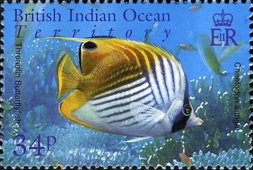 Threadfin Butterflyfish (Chaetodon auriga)