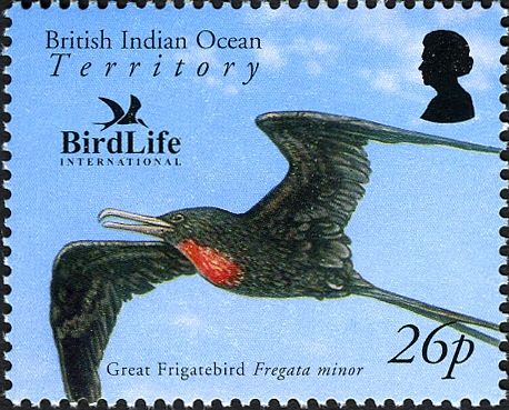 Great Frigatebird (Fregata minor)